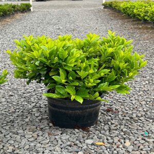 Prunus Laurocerasus Green Goblet English Laurel