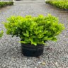 Prunus Laurocerasus Green Goblet English Laurel