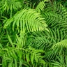 Matteuccia Struthiopteris ssp. Pensylcvanica Ostrich Fern