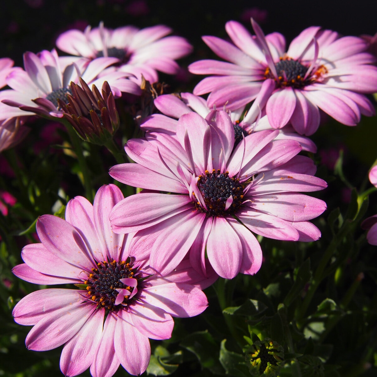Osteospermum Proven Winners African Daisy | SiteOne US