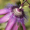 Passiflora Lavender Lady Passion Flower