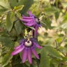 Passiflora Lavender Lady Passion Flower