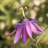 Passiflora Lavender Lady Passion Flower