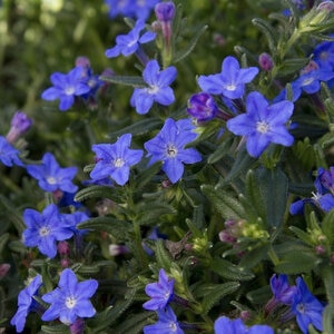 Lithodora Diffusa Grace Ward Gromwell