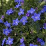 Lithodora Diffusa Grace Ward Gromwell