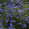 Lithodora Diffusa Grace Ward Gromwell