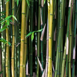 Phyllostachys Bissetii Lewis Bamboo