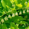 Polygonatum Biflorum Solomons Seal