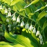 Polygonatum Biflorum Solomons Seal