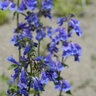 Penstemon Heterophyllus Foothill Beardtongue