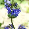 Penstemon Heterophyllus Foothill Beardtongue
