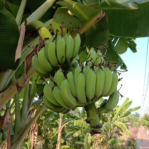 Musa Acuminata Banana