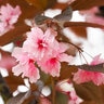 Prunus Serrulata Royal Burgundy Flowering Cherry