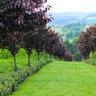 Prunus Serrulata Royal Burgundy Flowering Cherry