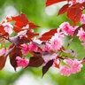 Prunus Serrulata Royal Burgundy Flowering Cherry