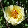 Paeonia X Intersectional Bartzella Itoh Peony