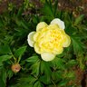 Paeonia X Intersectional Bartzella Itoh Peony