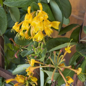 Lonicera X Mandarin Honeysuckle