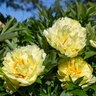 Paeonia X Intersectional Bartzella Itoh Peony