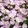 Oenothera Speciosa Pink Evening Primrose