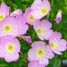 Oenothera Speciosa Pink Evening Primrose