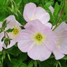Oenothera Speciosa Pink Evening Primrose