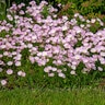 Oenothera Speciosa Pink Evening Primrose