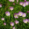 Oenothera Speciosa Pink Evening Primrose