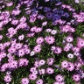 Osteospermum Fruticosum African Daisy