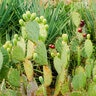 Opuntia Littoralis Coastal Prickly Pear Cactus
