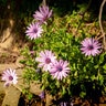 Osteospermum Fruticosum African Daisy