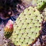 Opuntia Littoralis Coastal Prickly Pear Cactus