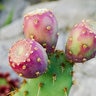 Opuntia Littoralis Coastal Prickly Pear Cactus