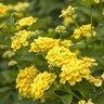 Lantana X Hybrida Chapel Hill Yellow Lantana