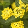 Lantana X Hybrida Chapel Hill Yellow Lantana