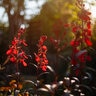 Lobelia Cardinalis Queen Victoria Cardinal Flower