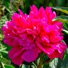 Paeonia Lactiflora Adolphe Rousseau Peony