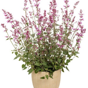 Agastache X Meant to Bee Royal Raspberry Proven Winners Anise Hyssop True 1 gal. Container