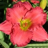 Hemerocallis X Happy Ever Appster Dynamite Returns Daylily