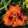Hemerocallis x Orange You Lucky Returns Daylily