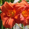Hemerocallis x Trophytaker Hot Ember Daylily