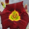 Hemerocallis X Trophytaker Royal Occasion Daylily