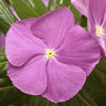 Catharanthus Roseus Cora Cascade XDR Lavender with Eye Vinca