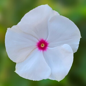 Catharanthus Roseus Cora Cascade XDR Polk Dot Vinca