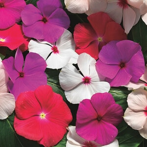 Catharanthus Roseus Cora Cascade XDR Mixture Vinca