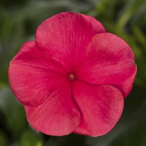 Catharanthus roseus Cora Cascade XDR Punch Vinca