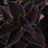 Coleus scutellarioides Vino Coleus