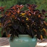 Coleus scutellarioides Vino Coleus