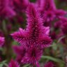 Celosia Argentea var. Spicata Intenz Classic Cockscomb