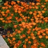 Delosperma X Ocean Sunset Orange Vibe Ice Plant